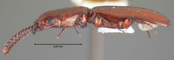 Media type: image;   Entomology 6781 Aspect: habitus lateral view